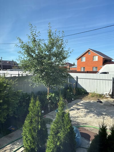 The image depicts a residential backyard in Stolbishche, Russia, on a clear, sunny day. In the foreground, two conical evergreen trees stand on a concrete patio. Behind them, a medium-sized deciduous tree with green foliage is planted, with a garden fence extending behind it. The fence is made of light-colored corrugated metal.
Beyond the fence, an orange brick house with a dark roof is visible, featuring multiple windows. To the right of the house, the side of a white van is partially visible. The backyard is furnished with some gardening items, including a blue tarp and a green garden hose. In the middle ground, there are various plants and shrubs. Overhead, power lines are strung across the bright blue sky. The overall scene suggests a private dwelling with a well-maintained outdoor space.