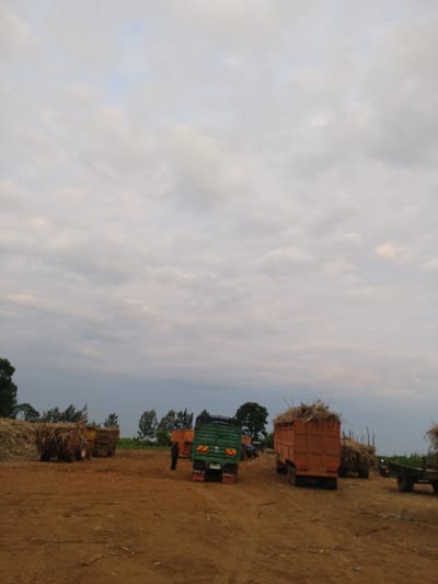 This is a full-shot, eye-level, medium-distance photograph taken outdoors in Keyian ward, Kenya. The scene depicts a collection of trucks loaded with agricultural produce, likely sugarcane, in a dirt field. The sky is overcast with scattered clouds.
In the foreground, the ground is composed of reddish-brown dirt with some sparse vegetation and debris.
The middle ground features several trucks. On the left, a green truck is parked, its bed filled with dry, straw-like material. To its right, an orange truck, also filled with similar material, is visible. Further to the right, another orange truck is parked. A person, dressed in dark clothing, stands near the orange truck. Behind these trucks, stacks of the same agricultural material are piled high, suggesting a harvesting or collection point.
In the background, a line of trees forms a natural boundary. The overall impression is one of agricultural activity, with the trucks ready for transport.