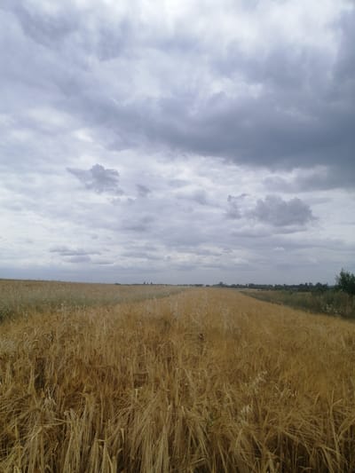 An outdoor, wide-angle, eye-level shot depicts a golden field of wheat under a cloudy sky. The wheat stalks are dense and appear dry, with their heads reaching upwards. The field stretches into the distance, curving to the right. In the background, a thin line of trees and some structures are visible along the horizon. The sky is filled with a multitude of gray and white clouds, suggesting an overcast day. The scene is set in Mali Kuskivtsi, Ukraine, as indicated by the prompt. There are no people or animals visible in the image. The overall impression is one of a rural landscape on a cloudy day.