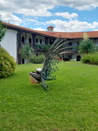 A peacock with its tail fanned is the central subject in this image. The peacock is positioned on a vibrant green lawn, facing away from the viewer and to the right. Its tail feathers are a mix of iridescent blues and greens, with hints of brown and orange near the base. The body of the peacock appears to be predominantly gray and black.
In the background, a large, white building with a reddish-brown tiled roof is visible. The building features a covered walkway or balcony with dark wooden supports and railings. Several dark doorways or windows are visible along this facade. The architecture suggests a traditional style.
To the left of the building, there's a lush, green bush with small pink flowers, adding a touch of color to the scene. Behind the peacock and to the right of the building, there are palm-like plants with spiky green fronds. The sky above is a mix of blue with fluffy white clouds.
The overall setting appears to be a well-maintained garden or courtyard, likely part of a hotel, resort, or a similar establishment. The image captures a serene moment with nature and architecture harmoniously coexisting. The specific location in Krasnovo, Bulgaria, implies a European setting, potentially a resort town known for its natural beauty and architectural heritage.