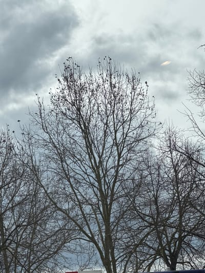This image depicts an outdoor scene in Oberhausbergen, France, dominated by the upper portions of several deciduous trees against an overcast sky. The trees are largely bare, showcasing a dense network of dark, intricate branches and twigs. Sparse clusters of dark, withered leaves or seed pods cling to the upper reaches of some branches, particularly on the central tree. The sky is filled with varying shades of grey clouds, presenting an overcast condition. In the upper right quadrant of the sky, an elongated, light-colored object with indistinct edges is visible against a slightly lighter cloud formation. No individuals, actions, or specific interactions are discernible within the frame.