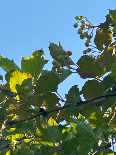 This image captures a close-up view of branches and leaves of a tree against a clear blue sky. The leaves are green, some are tinged with yellow where sunlight is filtering through them, and they have a serrated edge. Small, round, green berries are visible on some of the branches. The scene is illuminated by sunlight, creating highlights and shadows on the foliage. The image appears to be taken outdoors, possibly in a natural setting or a park. There are no people or discernible structures visible in this particular frame, suggesting it focuses solely on the botanical elements. The location in Khlypnivka, Ukraine, implies this is a snapshot of the local flora.