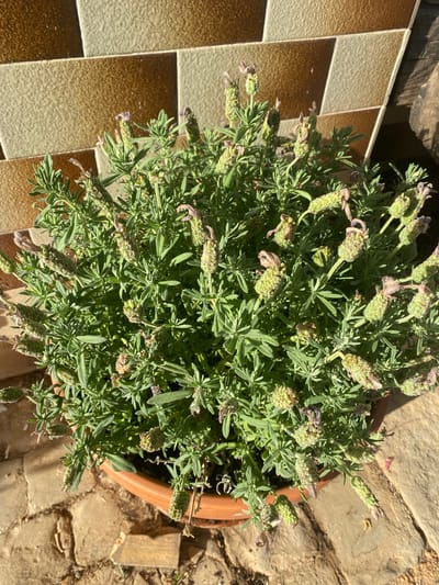 The image shows a close-up, overhead view of a potted lavender plant. The plant is full and bushy with numerous green leaves and many developing flower spikes, some of which have small purple buds or dried flowers. The pot is a terracotta-colored, round planter. The background consists of a tiled wall with alternating brown and beige rectangular tiles, some laid horizontally and some diagonally. In the lower right corner, a portion of a wooden surface and a stone patio are visible. The lighting suggests it is daytime, with shadows cast by the plant and the pot. The scene is located in Olhão, Portugal, on a sunny day. There are no people or animals present in the image.