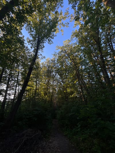 The image shows a view looking up at a canopy of tall trees with sunlight filtering through the leaves against a clear blue sky. A narrow dirt path is visible winding through the dense undergrowth, suggesting a natural or park-like setting. The trees are lush with green foliage, and the overall scene conveys a sense of natural beauty and tranquility. The location is identified as Briukhovychi, Ukraine. There are no people or animals visible in the image, nor any man-made structures apart from the path. The lighting suggests it is daytime, possibly late afternoon or early morning due to the angle of the sun.