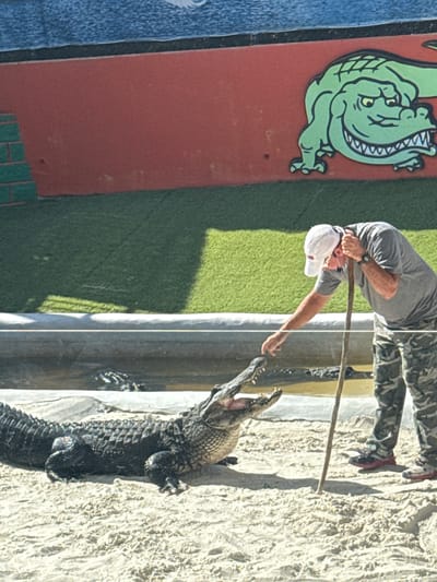 A man stands near an alligator enclosure in Fort Lauderdale, United States. He wears a white baseball cap, gray shirt, and camouflage pants. He extends a stick toward an alligator with its mouth open. A mural featuring a cartoon alligator is visible in the background. The environment includes a textured surface, possibly sand or rock. A gray barrier separates the man from the alligator enclosure.