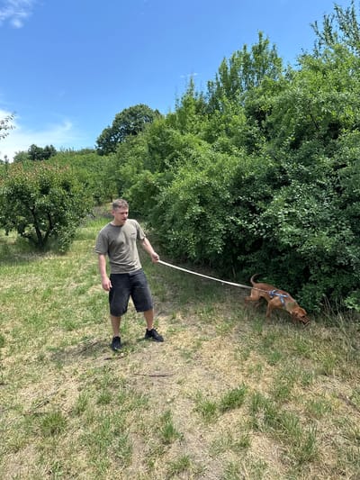 The image shows a man walking a dog on a leash outdoors on a bright, sunny day in the Grocka Urban Municipality, Serbia. The man, positioned in the center, wears a light-colored t-shirt, dark shorts, and dark athletic shoes. He holds a long, white leash that connects to a brown dog on the right side of the frame. The dog is wearing a blue harness and appears to be sniffing or interacting with the edge of a dense green bush or tall grass.
The scene is set in a natural environment, characterized by a grassy field with varying shades of green and dry, lighter-colored grass. Lush green trees and bushes form a significant part of the background and the left side of the image, creating a vibrant, verdant backdrop. The sky is a clear, brilliant blue with a few faint white clouds, suggesting fine weather and ample daylight. The overall impression is a casual stroll in a pleasant, natural landscape. No text is visible in the image.