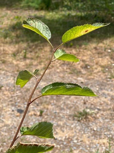 The image shows a close-up of a thin, brown branch with several green leaves, some of which show signs of yellowing and brown spotting. The leaves are serrated along the edges. The branch is positioned vertically on the left side of the frame. In the background, the ground is covered in dry, light-brown soil with scattered small pebbles and some sparse green vegetation. The overall impression is that of a plant in an outdoor, possibly dry, environment. The location of Lanžhot, Czechia, is not directly evident from the visual information in the image itself; this information would need to be provided externally.
