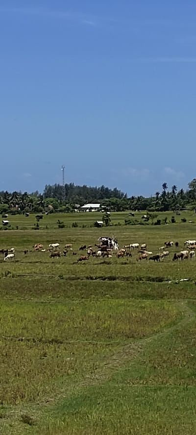 In Meunasahlamgirek, Indonesia, a vast, open field is dotted with a herd of cattle grazing under a clear, bright blue sky. The landscape is a mix of lush green grass and patches of dry earth, suggesting a rural or agricultural setting. In the background, a dense line of trees forms a natural border, with a tall telecommunications tower rising above them. Several small structures, likely dwellings or storage sheds, are scattered across the field and amidst the trees, with a larger, white-roofed building visible further in the distance. The herd of cattle, numbering around thirty, are spread out across the field, some standing and grazing, while others are lying down. They are of various colors, including white, brown, and black, and appear to be relaxed and unbothered by the camera. The overall scene is one of peaceful pastoral life in a tropical environment.