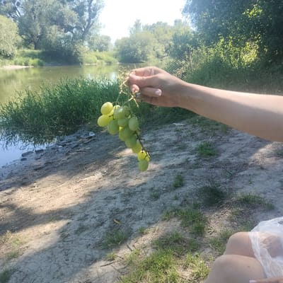 A person's hand holds a cluster of green grapes. The grapes are on a stem and appear to be ripe. The background shows a body of water, likely a river or lake, with lush green vegetation along its banks. Trees are visible in the distance, suggesting a natural, outdoor setting. The ground in the foreground is sandy and dry, with scattered patches of grass. Sunlight filters through the trees, casting shadows. The image appears to be taken during the daytime.