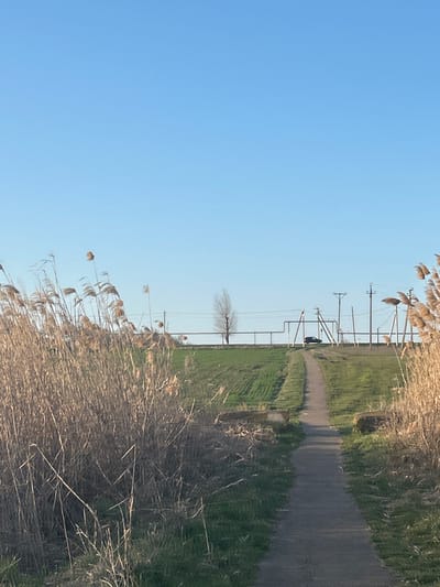This image depicts an outdoor scene in Yugo-Severnaya, Russia, under a clear, light blue sky. A narrow, unpaved path, consistent with dirt or compacted gravel, extends from the bottom center of the frame, ascending a gentle slope towards the horizon. In the foreground, dense clusters of dry, light brown reeds or tall grasses flank both sides of the path. Approximately halfway up the visible path, two rectangular concrete blocks are positioned on either side, with a small, dark body of water or accumulation visible to the path's left. The path then continues uphill over an expanse of green, cultivated vegetation or young crops. At the crest of this incline, a single, leafless deciduous tree stands prominently on the left. A dark-colored sedan-type vehicle is parked with its rear visible on the right side of the path, also at the top of the incline. The horizon features multiple utility poles with overhead lines and a distinct horizontal pipeline or barrier structure spanning the scene. No individuals are present.