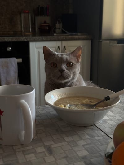 A gray cat with amber eyes is looking at the camera next to a white bowl containing oatmeal. A white mug with a handle is also visible. The scene is indoors, likely in a kitchen with gray tiled walls. The location is Соловьёвка, Russia.