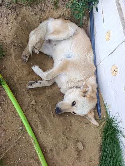 A light-colored dog is lying on its side in a shallow depression of dirt, next to a white structure and a green hose. The dog's eyes are open, and its head is turned towards the camera. There is a blue pipe running along the white structure. Green grass is visible in the lower right corner of the image. The scene appears to be outdoors, possibly in a yard or garden. The location is Ivanovks, Russia.