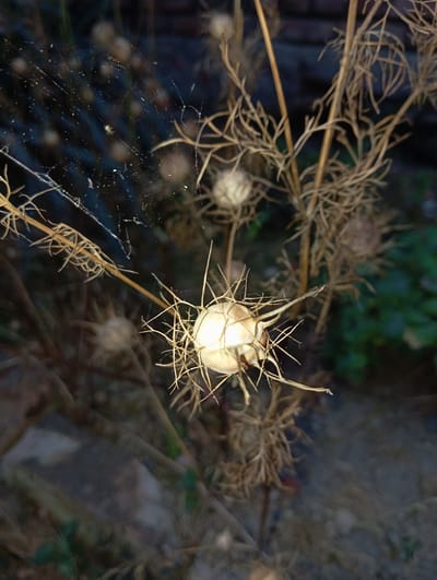 The image shows a close-up view of dried Nigella seed pods on a plant. One prominent seed pod in the foreground is lit, revealing its spiky, star-like structure. The background is blurred, with hints of dark vegetation, a brick wall, and what appears to be a paved or rocky surface. A delicate spiderweb is visible, with a tiny spider on it in the upper left quadrant. The setting appears to be outdoors, possibly in a garden or natural area within Ново-Покровский, Russia.