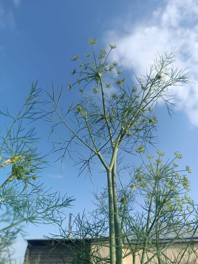 The image depicts a close-up, low-angle view of dill plants against a bright blue sky with scattered white clouds. The dill plants, with their feathery green foliage and developing seed heads, are the primary subjects, occupying most of the frame. In the background, the tops of wooden structures, possibly a fence or shed, are visible, suggesting an outdoor, possibly rural or suburban setting. The scene is devoid of any human presence or activity. The lighting indicates it is daytime, likely a sunny day. The overall impression is one of natural growth in a simple environment. There is no information within the image to suggest a specific location in Alexandrovskoe, Russia.
