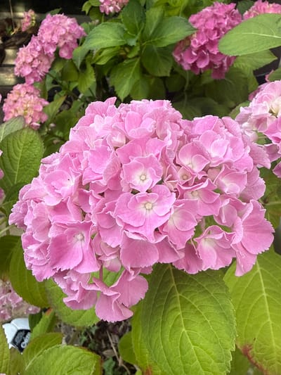 This is a close-up, top-down photograph of a cluster of pink hydrangeas. The flowers are in full bloom, with many delicate petals layered on top of each other, forming a rounded inflorescence. The petals are a soft pink, with some lighter, almost white, centers. The flowers are surrounded by large, textured green leaves, some of which have reddish-brown edges, suggesting they might be past their peak or have some slight damage. The background is a mix of more hydrangeas, foliage, and some darker, out-of-focus areas that could be the ground or other plants. There are hints of a metal railing or fence visible at the bottom of the image.
There are no people or animals in the image. The focus is entirely on the hydrangeas, highlighting their intricate details and vibrant color. The lighting suggests it is daytime, likely outdoors, given the natural setting and the quality of light. The overall impression is one of natural beauty and a lush garden environment.
There is a small piece of white and black text visible in the bottom right corner, partially obscured by a leaf, but the visible portion includes the word "Opti". This could be part of a label or packaging. No other discernible text is present. The image does not convey any specific time of day or weather conditions beyond it being daytime. The location is identified as Test Valley, United Kingdom.