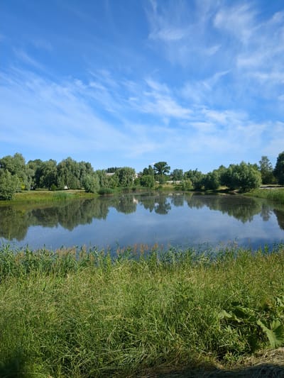 The image depicts a serene natural landscape, likely a park or a natural reserve, on a clear day. The foreground is dominated by lush green grass and reeds, leading to a calm body of water that reflects the surrounding trees and the bright blue sky. The sky is adorned with wispy white clouds. In the background, a dense line of various trees forms a verdant barrier. The overall impression is one of tranquility and natural beauty. While the exact location in Boryspil, Ukraine, cannot be definitively identified from the image alone, the scene is characteristic of the many green spaces and water bodies found in and around the city. There are no people or specific man-made structures visible that would provide a precise location.