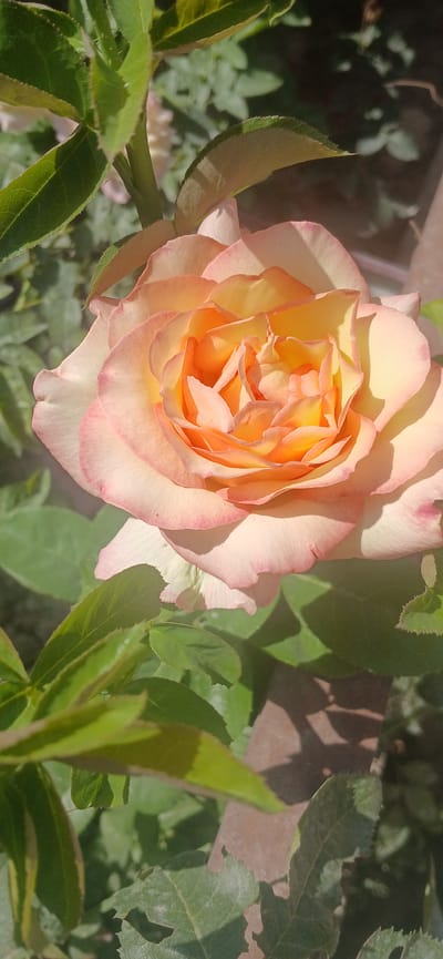A close-up shot captures a vibrant, multi-hued rose in full bloom, its petals transitioning from a pale yellow at the center to soft peach and finally a delicate pink at the edges. The rose is surrounded by lush, green foliage, some of which is in sharp focus in the foreground, while other leaves and the background are softly blurred. The scene appears to be outdoors, likely in a garden, bathed in natural sunlight that casts subtle shadows and highlights on the petals and leaves. The image evokes a sense of natural beauty and tranquility. This scene is located in Daliguzar, Uzbekistan.