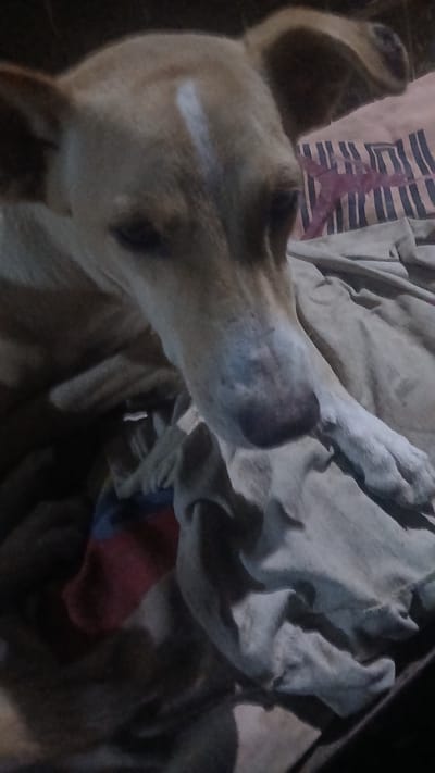 The image shows a light-brown dog lying on a bed. The dog's head is facing upwards, with its nose prominently visible. A white stripe is visible on the dog's head. The dog is lying on what appears to be a crumpled blanket, with a reddish-purple design visible on a pillow beneath the blanket. The scene appears to be indoors. The location is stated as Putucual, Venezuela, but there is no information to confirm this detail from the image alone.