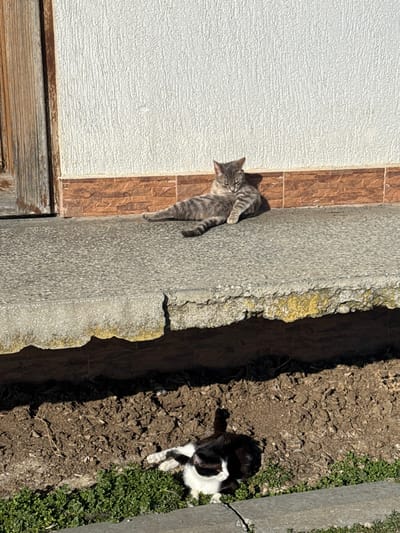 The scene depicts an outdoor area in Slavianovo, Bulgaria, under clear, direct sunlight, evidenced by sharp shadows. In the upper portion of the image, a grey tabby cat with visible stripes is lying in a relaxed posture on a light grey concrete surface. Its body is oriented left, with its front paws extended forward and rear paws splayed, resting against a building wall. The cat's eyes appear partially closed. The wall behind the cat features a horizontal band of reddish-brown rectangular tiles at its base, topped by a textured white wall surface. To the left, a portion of a weathered wooden door frame is visible.

Below the concrete surface supporting the tabby cat, a concrete step or ledge, exhibiting significant erosion and irregular edges, extends across the frame. Its underside casts a dark shadow. Below this step, a disturbed area of brown earth or soil is visible. In the lower right foreground, a second cat, black and white, is positioned on its side within a patch of green ground cover, adjacent to the dirt. Its head is turned towards its body, partially obscured by shadow, in a posture consistent with resting or grooming. No human subjects are present.