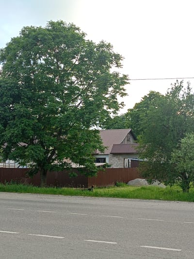 An exterior, medium shot captures a residential area in Zelenchukskaya, Russia, under an overcast sky. In the foreground, a paved asphalt road displays three white dashed lines, indicating lanes. To the right of the road, a patch of green grass borders a wooden fence. Beyond the fence, a large, dense green tree dominates the left side of the image, with its branches reaching towards the sky. Behind the tree and fence, a low-slung house with a brown metal roof and light-colored brick walls is visible. A smaller building, potentially a garage or shed, is adjacent to the house. The right side of the scene features more trees with green foliage.