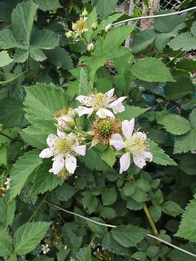 The image shows a cluster of blackberry flowers and developing fruit on a plant. The flowers are white with pinkish centers and numerous stamens. Some of the fruit is green and still developing, while others are in a more mature, seed-like stage. The plant has large, serrated green leaves. A wire fence is visible in the background, along with other foliage. The scene appears to be outdoors in a natural or garden setting. The specific location in the city of Krutinskiy, Russia, is not depicted or discernible from the visual information provided in the image.