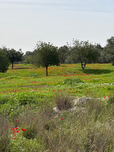 The image displays a static natural landscape located in Modiin-Maccabim-Reut, Israel. A vast field of vibrant green grass is densely covered with numerous red flowers, consistent with Anemone coronaria (Kalanit). The sky, occupying the upper third of the frame, is a light grey-white, indicating a partially overcast or hazy condition.
Several medium-sized trees with dark green foliage are sparsely distributed across the midground and foreground, with a denser line of similar trees forming the background. A narrow, light brown dirt path is visible winding through the flower-filled green field in the mid-distance. The immediate foreground features taller, drier, light brown and green grasses, interspersed with individual red flowers and several light-colored rocks. No human subjects, animals, or artificial structures are present. The scene is illuminated by natural daylight.