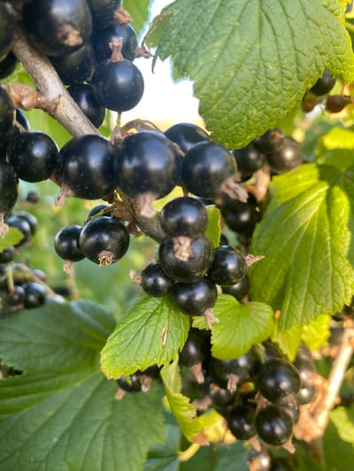 The image shows a close-up view of ripening black currants on a bush. The currants are deep purple-black, round, and clustered together on thin stems. Some leaves, a vibrant green with visible veins, are also present, along with a woody branch. The lighting suggests it is daytime, with sunlight filtering through the foliage, creating highlights on the berries and leaves. The background is blurred, indicating a shallow depth of field, but hints at more foliage and possibly a bright, out-of-focus sky. There are no people or man-made structures visible. The scene appears to be in a natural or garden setting, typical of the Ukrainian countryside surrounding Vasylky.