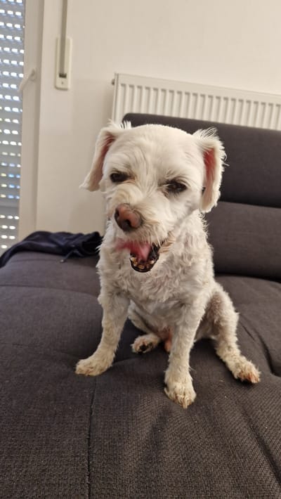 A white, scruffy dog is sitting on a dark gray couch. The dog is yawning, with its mouth open and tongue visible. The dog's fur is curly and appears slightly matted. The dog has dark eyes and pink ears. The couch is textured and appears to be made of fabric. Behind the dog, a white radiator is visible on a cream-colored wall. To the left of the dog, a dark blue garment is partially visible on the couch. A window with white blinds is also visible in the background. The lighting in the scene suggests it is indoors, likely in a residential setting. The image was taken in Ichenhausen, Germany.