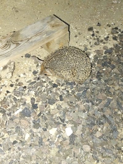 A hedgehog is seen on a ground covered with small stones and sand. A piece of light-colored, weathered wood is positioned in the upper left quadrant of the image, partially obscuring the ground. The hedgehog is curled up, facing to the left and slightly down, with its quills clearly visible. Its head is extended, showing its snout and one eye. The lighting suggests it may be nighttime or a dimly lit area. The location is identified as the village of Taushyk rural district, Kazakhstan.