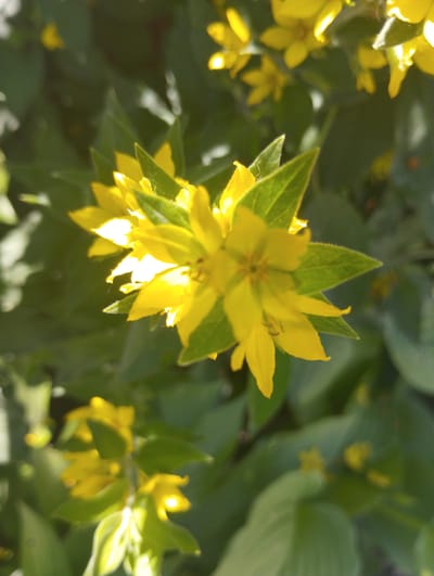 The image is a close-up, eye-level, outdoor shot of yellow flowers with green leaves, illuminated by sunlight. The flowers have multiple petals and appear to be growing in a cluster. The background consists of more green foliage, some of which is out of focus. The lighting creates bright highlights on the petals. There are no people or man-made objects visible in the image. The location in Voroshylivka, Ukraine is not discernible from the image itself.