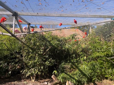 The image displays an outdoor aviary located within the Parc Zoologique et Botanique de Mulhouse, France. The scene is illuminated by direct sunlight, with a clear blue sky visible through the fine mesh netting that forms the aviary's roof. This netting is supported by a robust metal framework, which also provides perches for birds.

The lower two-thirds of the frame are densely populated with green vegetation, including various shrubs and bamboo-like plants, forming a naturalized habitat. Approximately twelve birds are visible throughout the enclosure. Several vibrant red Scarlet Ibises (Eudocimus ruber) are present; at least three are perched on the overhead metal beams, while others are partially obscured within the foliage. Two pale pink Roseate Spoonbills (Platalea ajaja) are perched on a central horizontal beam, distinguished by their unique bill shape. Another bird, characterized by black and white plumage and a dark head/neck, is perched on the same central beam, identifiable as an ibis, likely an African Sacred Ibis (Threskiornis aethiopicus).

In the background, behind the dense vegetation and the aviary structure, the reddish-brown tiled roof of a building is partially visible. The ground level at the bottom of the frame consists of dark earth or substrate, with scattered organic debris. No human subjects are visible.