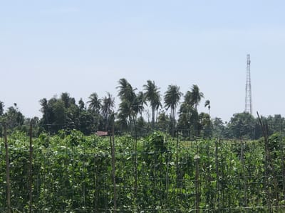 The image captures a vibrant rural landscape in Cotglumpang, Indonesia, under a clear, pale blue sky during daylight hours.

In the foreground, a dense, verdant field of climbing plants dominates the lower half of the frame. These plants, possibly a variety of beans or other vining vegetables, are supported by an elaborate trellis system. This system consists of numerous slender vertical stakes, likely bamboo or wood, arranged in rows and interwoven with horizontal lines or netting, creating a green wall of foliage.

Behind this cultivated field, the midground is characterized by a thick band of tropical trees. Prominent among them are numerous tall coconut palms, whose fronds appear somewhat windswept, indicating a gentle breeze. Other species of green trees with dense canopies are interspersed among the palms, forming a natural barrier.

In the background, on the far right, a tall, slender metallic telecommunication tower rises distinctly against the bright sky, a modern man-made structure contrasting with the natural and agricultural elements. The sky is bright and cloudless, suggesting sunny weather.

No specific activity or event is depicted, and no people are visible in the scene. There is also no discernible text within the image. The overall impression is one of peaceful agricultural productivity within a tropical environment.