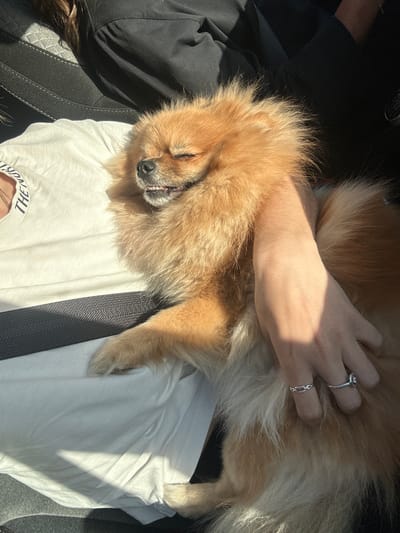 This close-up image, set inside a car in Le Muy, France, captures a moment of tranquil companionship on a bright, sunny day. The primary subjects are a small, fluffy, light brown and cream-colored dog, likely a Pomeranian, and a partially visible person.

The dog is sleeping soundly, lying comfortably on the person's lap or chest. Its eyes are closed, and its mouth is slightly open, revealing small teeth, indicating deep relaxation. Bright sunlight illuminates its fur, casting distinct shadows.

A person's arm and hand are seen gently caressing the dog, suggesting an affectionate interaction. The hand is adorned with two silver rings: one on the ring finger with a central stone, and a chain-link patterned one on the pinky finger. The person is wearing a white t-shirt, on which upside-down text can be partially discerned, appearing to start with "THE NOR" or "THE NORTH". A dark car seatbelt crosses the person's chest, and they are also wearing dark clothing, with a glimpse of dark hair (possibly braided) visible on the left. The interior of the car, with dark upholstery, forms the background. The strong sunlight suggests it is daytime, and the scene conveys a sense of peace and comfort.