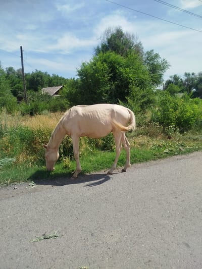 An image taken on a sunny day in Kabanbay, Kazakhstan, shows a pale, light-colored horse grazing on the side of a paved road. The horse is positioned in the middle of the frame, facing left, with its head lowered to the grass. Behind the horse, a dense line of green trees and vegetation forms the background. A small, rustic-looking building with a thatched roof is partially visible amidst the foliage. A utility pole with wires stands to the left of the building. The road in the foreground is grey asphalt, with some scattered green debris. The sky above is blue with scattered white clouds.