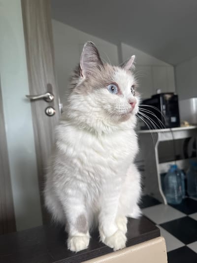 A fluffy, white cat with blue eyes sits on a dark surface, looking to its right. The cat has grey markings on its ears and face. Behind the cat, a white door with a silver handle is visible on the left. In the background on the right, a kitchen counter with appliances and large water bottles is seen, with a black and white checkered floor. The scene is indoors, likely in a residential setting. The location is not specified in the image.
