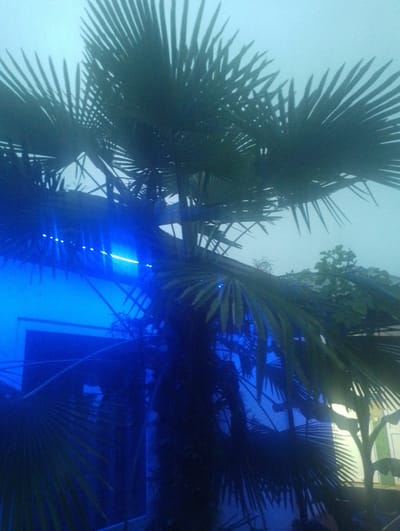 A palm tree is silhouetted against a pale blue, hazy sky. The fronds of the palm are dark and intricate. To the left of the palm tree, a building is illuminated with bright blue light. A string of small, bright white lights runs horizontally across the top of the building, behind the palm fronds. In the background, to the right of the palm, another tree is visible with green foliage. The overall scene appears to be outdoors, possibly at night or dusk, with artificial lighting creating a dramatic effect. The location of Kasumkent, Russia is noted, but not visually discernible from the image itself. There are no people or discernible actions depicted in the image.