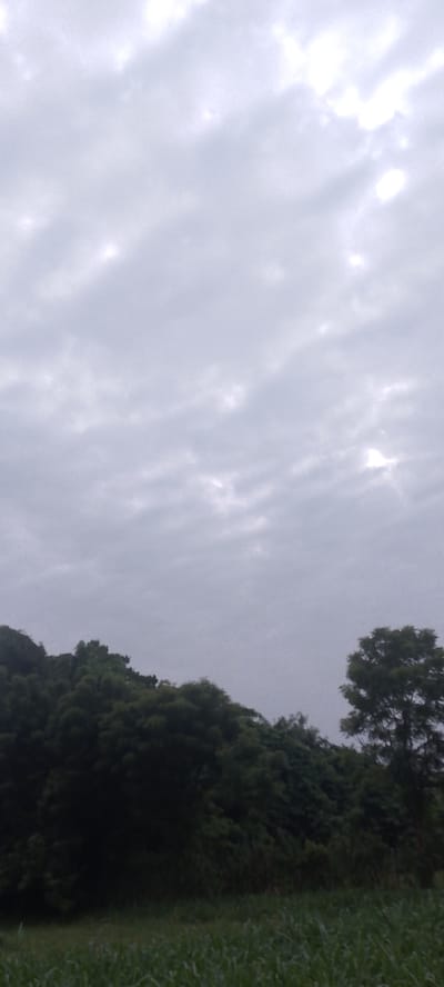 The image depicts an outdoor scene, likely in Ugbowo, Nigeria, on an overcast day. The sky is filled with a textured layer of clouds, with some areas appearing brighter, suggesting diffused sunlight attempting to break through. Below the sky, a dense line of dark green foliage forms a hill or mound, indicative of a natural landscape with lush vegetation. To the right, a solitary tree with a fuller canopy stands out against the backdrop of the cloudy sky and the dense greenery. In the foreground, a field of tall, green grass or crops stretches across the bottom of the frame, suggesting an agricultural or natural grassland setting. The overall mood of the image is subdued, likely due to the cloudy weather, and there are no people or specific objects that draw immediate attention. The time of day is not definitively discernible but appears to be daytime. There is no visible text in the image.