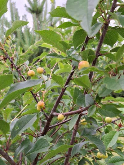 The image depicts a close-up view of a fruit-bearing tree branch, likely a cherry tree, in an outdoor setting. The branch is laden with numerous small, round fruits that are a pale yellow to light orange color, some appearing slightly translucent. The fruits are suspended by thin stems, and some are clustered together while others hang singly. The branch itself is woody and brown, with a few smaller offshoots. It is heavily surrounded by vibrant green leaves, which are oval-shaped with serrated edges and prominent veins. The leaves are varied in size and orientation, with some overlapping and obscuring parts of the branch and fruit. The background is softly blurred, showing more green foliage and hints of what appears to be evergreen trees, suggesting a natural or park-like environment. The lighting is diffused, indicating an overcast sky or shade. No people or animals are visible in the frame. The scene is consistent with a temperate climate during the fruiting season. The location is specified as Дубровенскі сельскі Савет, Belarus.