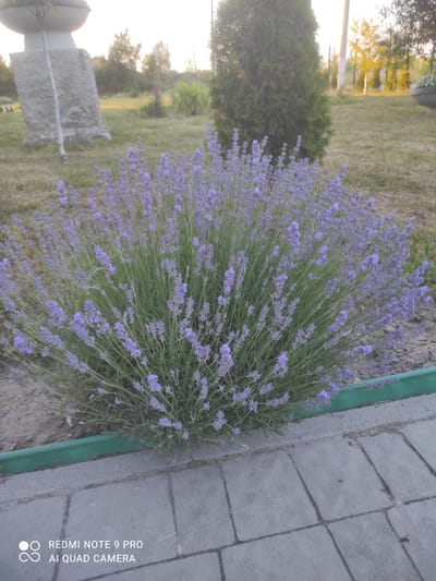The image shows a bush of lavender with purple flowers in the foreground. The lavender is planted next to a paved walkway made of gray bricks and a green border. In the background, there is a large concrete structure resembling a planter or monument, a tall evergreen tree, and a lawn with dry grass. The sky is overcast and light. The image was taken in the city of Hirnyk, Ukraine. There are no people or animals visible in the image. The scene appears to be an outdoor decorative planting in a public space.
