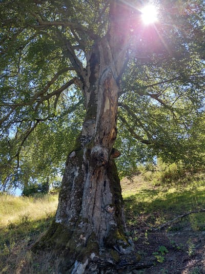 This is a low-angle, outdoor, full-shot photograph taken in Dryanovets, Bulgaria, featuring a massive, ancient tree. The tree trunk is thick and gnarled, covered in moss and with textured, gray bark that shows signs of age and damage. Large branches extend upwards and outwards, covered in lush green leaves. The sun is bright and high in the sky, directly above and to the right of the tree, casting bright rays that create a lens flare effect and illuminate the leaves. The background shows a grassy, sloping hill bathed in sunlight and shadows, with more trees and vegetation visible in the distance. The ground at the base of the tree is covered in dry leaves, twigs, and some rocks. There are no people or animals visible in the image.