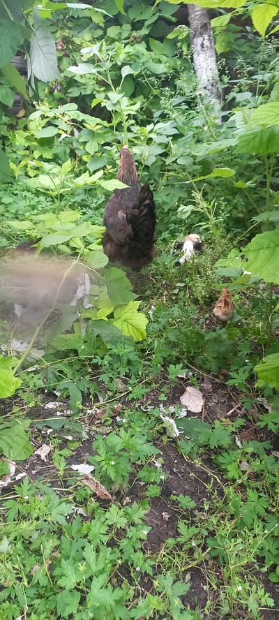 A dark brown hen stands in a patch of green foliage and dark soil. To the left of the hen, partially obscured by foliage, is a small, tan and white chick. Further to the right and slightly behind the hen, a single tan chick stands on the soil. The environment is a natural outdoor setting with various plants and some fallen leaves. The scene is likely located in the city of Идрисово, Russia, based on the provided information.