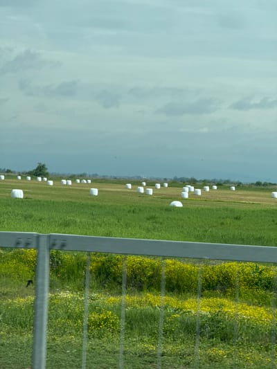 The image depicts a field of green grass with evenly spaced white bales, likely hay or silage. A grey guardrail runs along the right side of the frame, partially obscuring a field of yellow wildflowers. The sky is overcast, and the location is likely Manolsko Konare, Bulgaria. There are no people visible in the image.