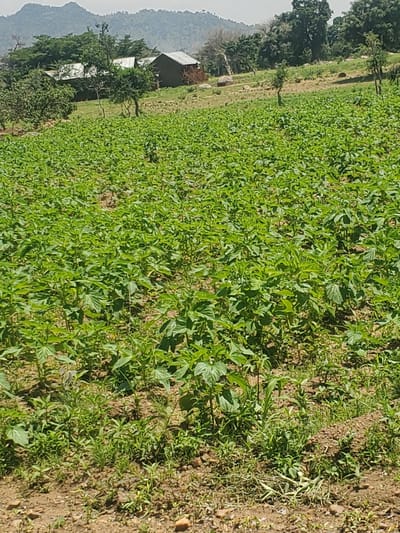 The image depicts a lush, green field of crops in Dawaki, Nigeria. The crops are densely planted, with vibrant green leaves dominating the foreground and stretching towards the background. The soil is visible in patches between the plants, appearing dry and sandy.
In the mid-ground and background, several structures with metal roofs are nestled amongst trees. These buildings suggest a rural or semi-rural setting. Further in the background, rolling hills covered in vegetation rise against a hazy sky, indicating a natural landscape. The overall scene is bathed in sunlight, suggesting it is daytime, likely mid-morning or afternoon given the lighting and shadows. The weather appears to be clear and dry. There is no visible text in the image. The image appears to be taken from a slightly elevated, angled perspective, looking down and across the field.