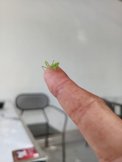A small, green praying mantis nymph is perched on the tip of a human finger in Pantegajah, Indonesia. The finger, likely a thumb, is positioned in the central foreground, displaying visible fingerprint patterns on its pad and a light to medium skin tone. The mantis is oriented with its head facing towards the right side of the frame, showcasing its distinct raptorial forelegs held in a 'praying' posture. The background is significantly out of focus, featuring a plain, light-colored wall or surface. Below and to the left of the finger, a grey metal chair with a mesh seat and back is partially discernible, along with a blurred table structure and a small, rectangular red object, indicating an indoor or sheltered outdoor setting.