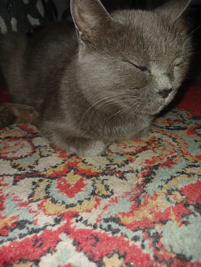 A close-up, slightly angled indoor shot shows a gray cat with its eyes closed, resting on a vibrantly patterned carpet. The cat's fur is a solid gray, and its ears are visible, perked slightly. Its nose is dark, and long whiskers extend from its muzzle. The carpet features a complex, multi-colored pattern with prominent sections of red, yellow, black, and a light teal or blue. The background is dark and out of focus. The image does not provide any information or context about Prokudskoye, Russia.