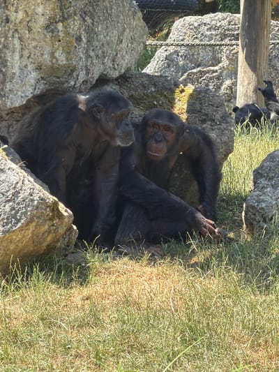 The image shows two chimpanzees in an outdoor enclosure. The chimpanzees are dark-furred and appear to be resting. One chimpanzee is lying on its back, with its head propped up on a rock. It is looking towards the camera with its mouth slightly open. The other chimpanzee is lying on its side, partially obscured by the first. They are situated amongst rocks and dry grass, suggesting a naturalistic habitat within a zoo or sanctuary. The lighting suggests it is daytime, with shadows cast on the rocks and grass. The overall scene is peaceful, with the chimpanzees appearing relaxed. The location is identified as Saint-Aignan, France.
