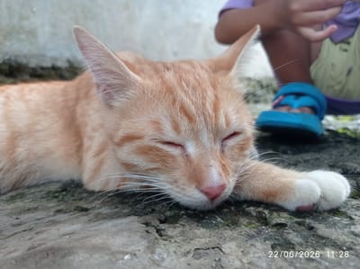 A ginger cat with white paws is sleeping on a textured, gray surface, possibly a stone or concrete pathway, outdoors. Its eyes are closed, and its head is resting on its paws. The cat's fur is light orange with darker tabby markings on its forehead. To the right of the cat, a child's legs are visible, wearing blue sandals. The background is a muted concrete wall. A timestamp, "22/06/2026 11:28", is overlaid on the bottom right of the image. This scene appears to be in Sukaraja, Indonesia.