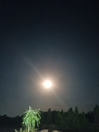 A full moon illuminates a dark night sky over a forested area. The moon is a bright, glowing orb with visible light rays emanating from it. Below the moon, a silhouette of trees creates a dark line across the horizon. In the foreground, a small, leafy tree with thin branches is illuminated by the moonlight. The image appears to be taken in Shahand, Uzbekistan, at night.