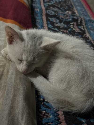 A white kitten is sleeping curled up on a patterned rug in Hisor, Tajikistan. The kitten's eyes are closed, and its head is resting on a beige, textured surface, possibly a pillow or blanket. The rug beneath the kitten features a complex pattern with shades of blue, black, and pink. A hint of another patterned fabric, with stripes of red, orange, and dark brown, is visible in the upper left corner of the image. The overall lighting suggests it is indoors.