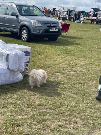 A medium shot depicts a grassy field environment, likely in Sevenoaks, United Kingdom, based on the UK vehicle registration plate. A light-colored, small, fluffy dog is on a leash, partially obscured by white bedding wrapped in clear plastic. To the left is a grey Honda CRV with the license plate "OE56 GEY." The vehicle is parked near a pile of bedding. Further in the background, across the grassy field, is a car boot sale or outdoor market scene, where multiple vendors have set up stalls next to their vehicles. There are a number of figures milling about between the stalls. The sky is cloudy.